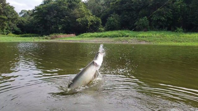 cuca pesca pirarucu destino.jpg