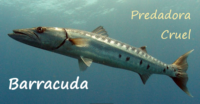 Barracuda.png.4f2af2a1a943f5b4b91ceb14d7d53f5b.png